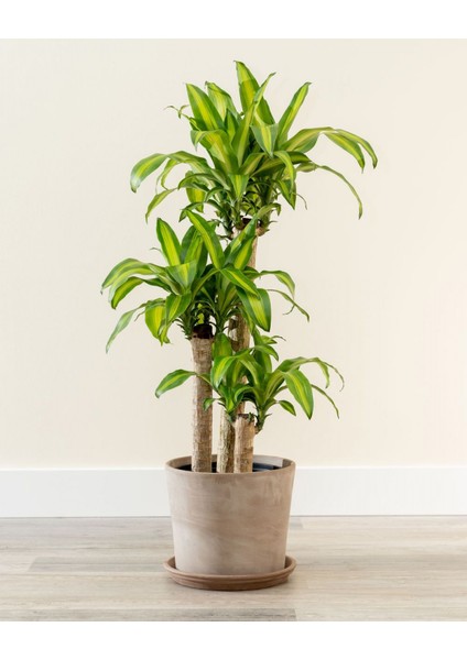 Dracena Massengena 3’lü 100-125 cm
