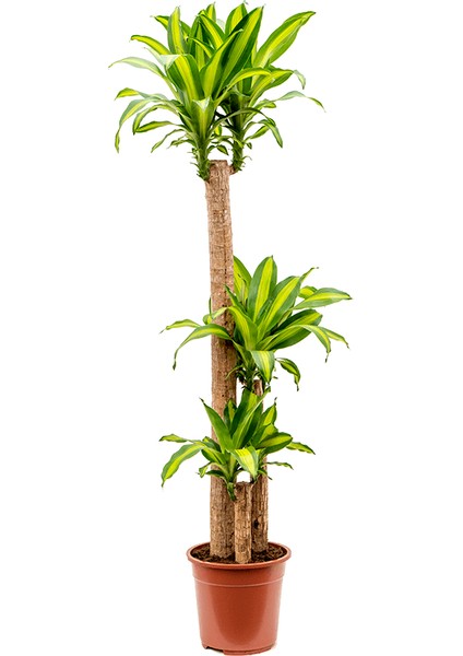Dracena Massengena 3’lü 100-125 cm fiyatları