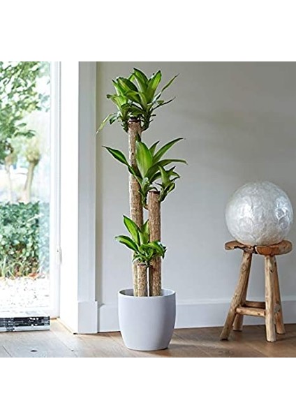 Dracena Massengena 3’lü 100-125 cm modelleri