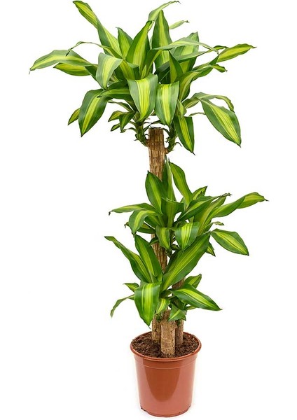 Dracena Massengena 3’lü 100-125 cm indirimleri
