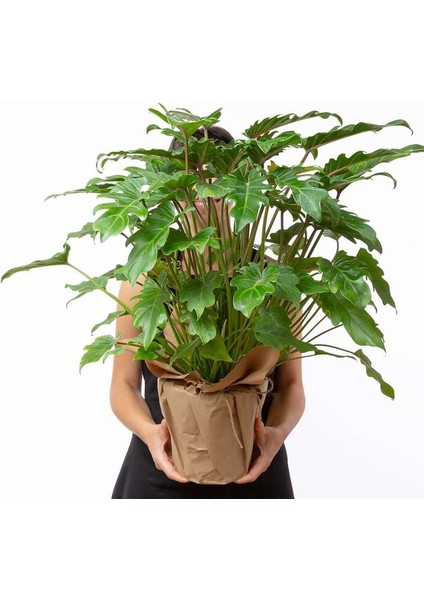 Philodendron Xanadu