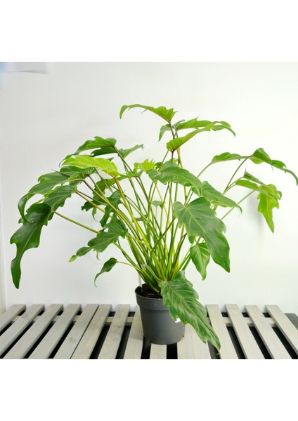 Philodendron Xanadu