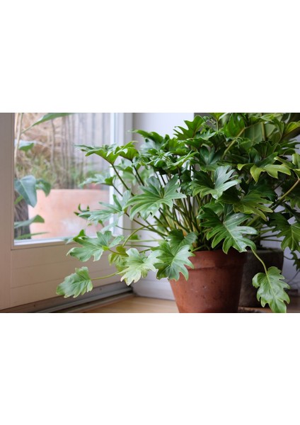 Philodendron Xanadu