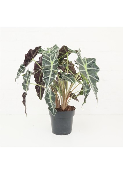 Fil Kulağı (Alocasia Polly) 20-40 cm