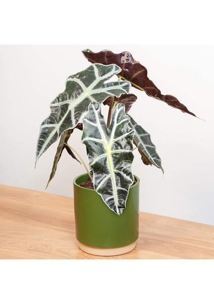 Fil Kulağı (Alocasia Polly) 20-40 cm