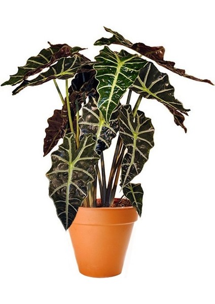 Fil Kulağı (Alocasia Polly) 20-40 cm