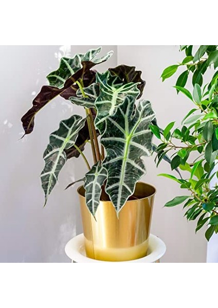 Fil Kulağı (Alocasia Polly) 20-40 cm