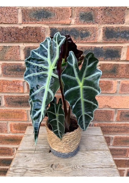 Fil Kulağı (Alocasia Polly) 20-40 cm