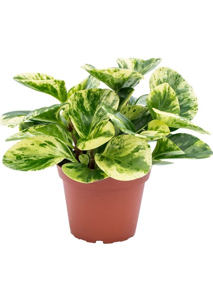 Alacalı Zümrüt Dalgası – Peperomia Obtusifolia