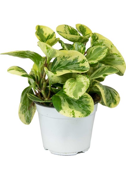 Alacalı Zümrüt Dalgası – Peperomia Obtusifolia