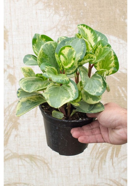 Alacalı Zümrüt Dalgası – Peperomia Obtusifolia