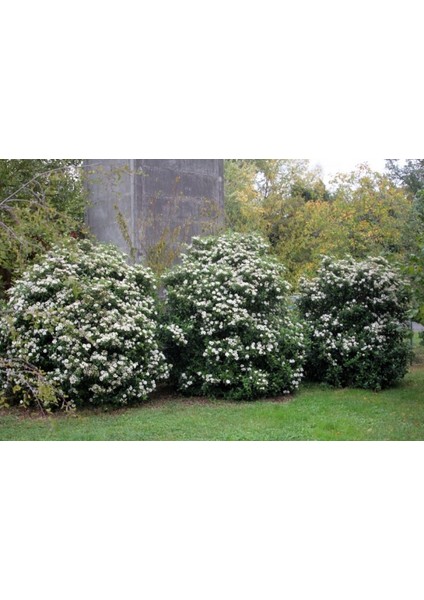 Viburnum Tinus - Yaprak Dökmeyen Kartopu 30 cm 3 Adet fiyatları