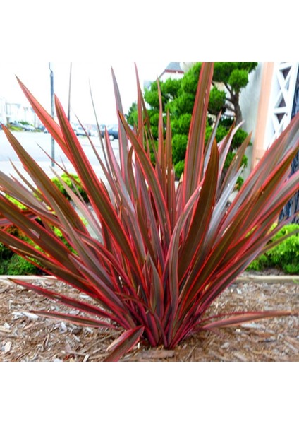 Phormıum Tenax Atropurpureum Kırmızı Yeni Zelanda Keteni
