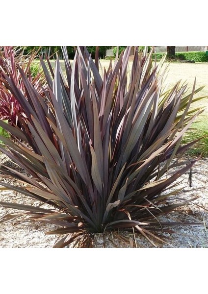 Phormıum Tenax Atropurpureum Kırmızı Yeni Zelanda Keteni