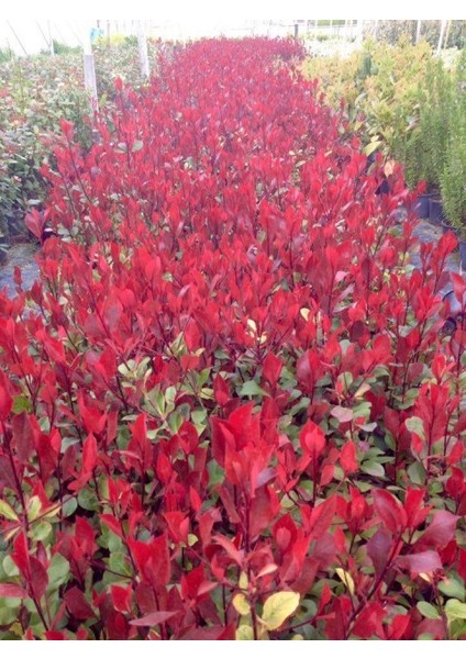 Bodur Alev Çalısı Photinia Red Nana 5 Adet
