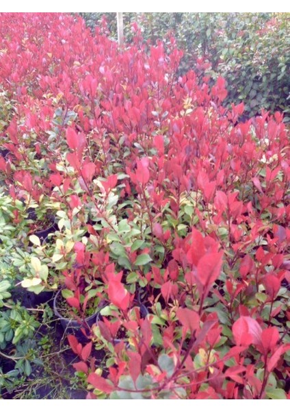 Bodur Alev Çalısı Photinia Red Nana 5 Adet