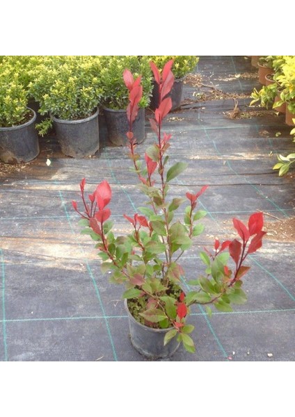 Bodur Alev Çalısı Photinia Red Nana 5 Adet