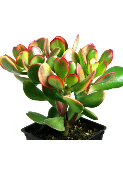 Para Çiçeği – Crassula Ovata 5 Adet