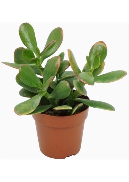 Para Çiçeği – Crassula Ovata 5 Adet