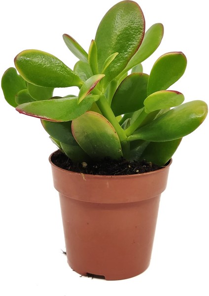 Para Çiçeği – Crassula Ovata 5 Adet