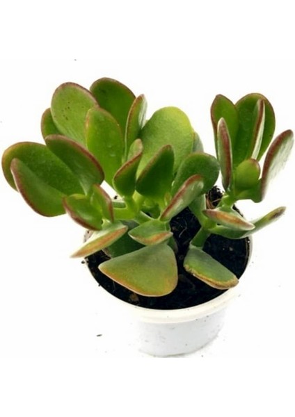 Para Çiçeği – Crassula Ovata 5 Adet