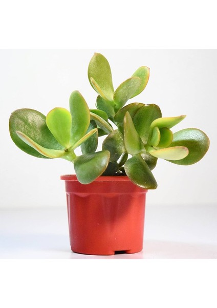 Para Çiçeği – Crassula Ovata 5 Adet