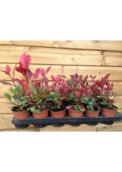 Bodur Alev Çalısı Photinia Red Nana 30 Adet