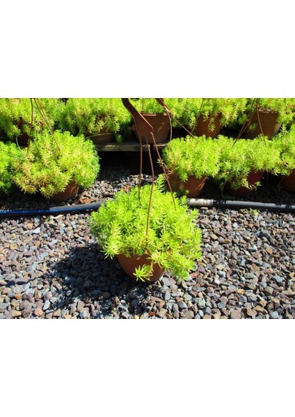 Sarı Sedum - Stonecrop Askılı Saksıda modelleri