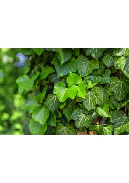 Hedera Helix Orman Sarmaşığı 100 150 Cm 10 Adet modelleri