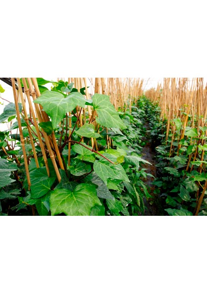 Hedera Helix Orman Sarmaşığı 100 150 Cm 10 Adet indirimleri