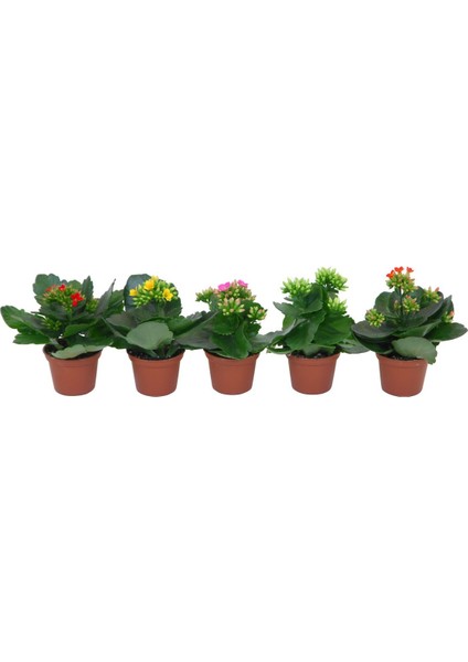 Kalanşo Çiçeği – Kalanchoe - 5 Adet Karışık Renklerde