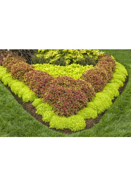 Sarı Sedum - Sedum Mexicanum 180 Adet