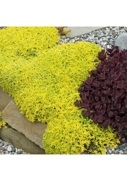 Sarı Sedum - Sedum Mexicanum 180 Adet fiyatları