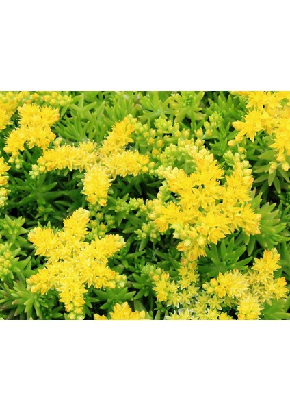 Sarı Sedum - Sedum Mexicanum 180 Adet modelleri