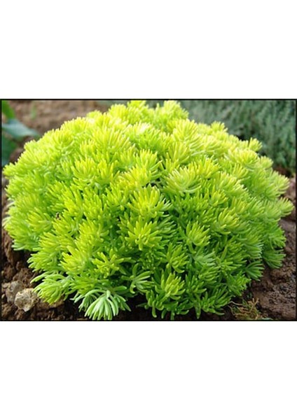 Sarı Sedum - Sedum Mexicanum 180 Adet fırsatları