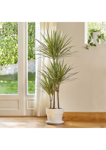 Madagaskar Dragon Ağacı – Dracaena Marginata 3 Gövdeli Yeşil