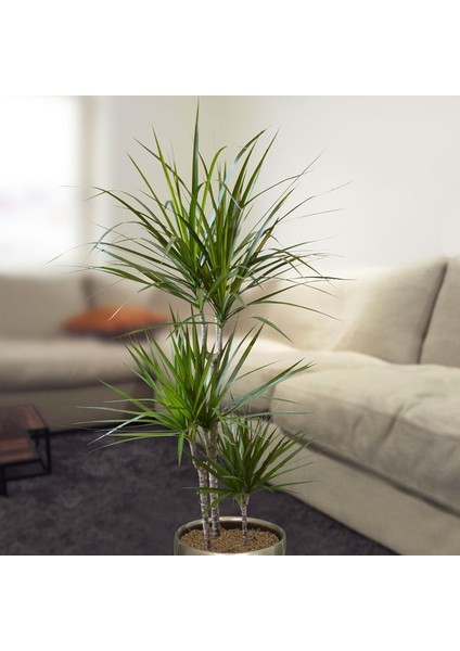 Madagaskar Dragon Ağacı – Dracaena Marginata 3 Gövdeli Yeşil fırsatları