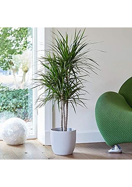 Madagaskar Dragon Ağacı – Dracaena Marginata 3 Gövdeli Yeşil indirimleri