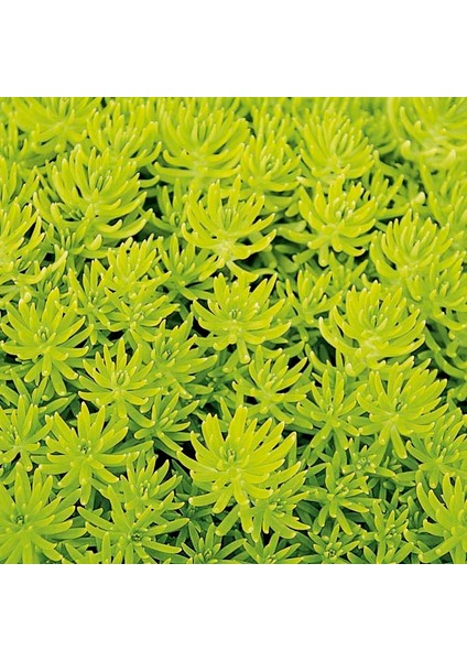 Sarı Sedum - Stonecrop Askılı Saksıda 3 Adet