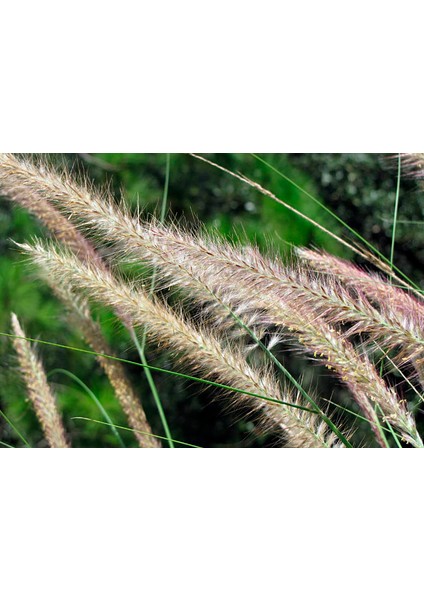 Pennisetum Çalısı 3'lü Set