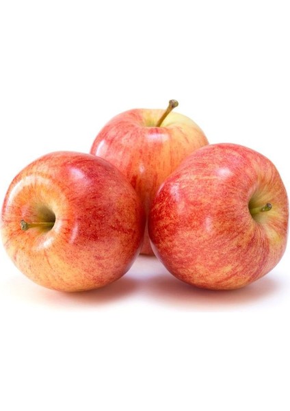 Gala Elma Fidanı 3 Yaş Tüplü ve Aşılı