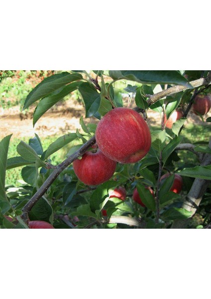 Gala Elma Fidanı 3 Yaş Tüplü ve Aşılı fiyatları