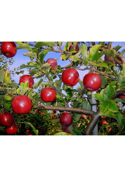 Gala Elma Fidanı 3 Yaş Tüplü ve Aşılı fırsatları