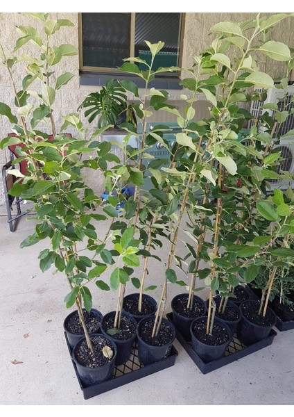 Gala Elma Fidanı 3 Yaş Tüplü ve Aşılı indirimleri