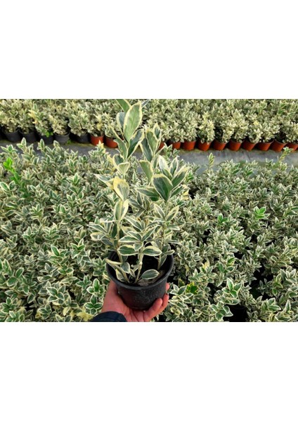 Bravo Taflan Euonymus Japonica Bravo 5 Adet fiyatları