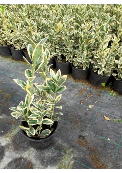Bravo Taflan Euonymus Japonica Bravo 5 Adet modelleri