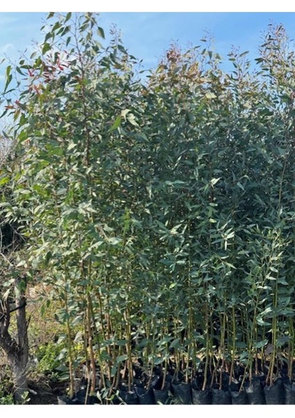 6 Adet,3 Yaş Tüplü Hızlı Büyüyen,Bataklık Kurutan Okaliptus Fidanı Boy 200-250 cm