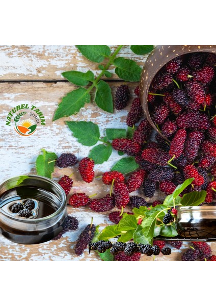 Tatlı Paket Pancar - Üzüm -Dut Pekmezi ( Şekerilavesiz )