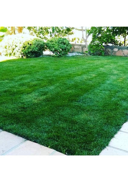 Çim Gübresi Çiçek Çoşturan 1 kg Çim Coşturan Bitki Coşturan Bitki Geliştirici