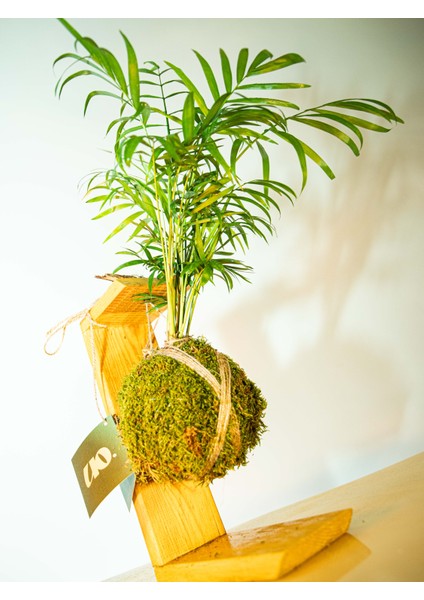 Areka Palmiyesi Kokedama, Areca Dypsis Lutescens Kokedama. fiyatları